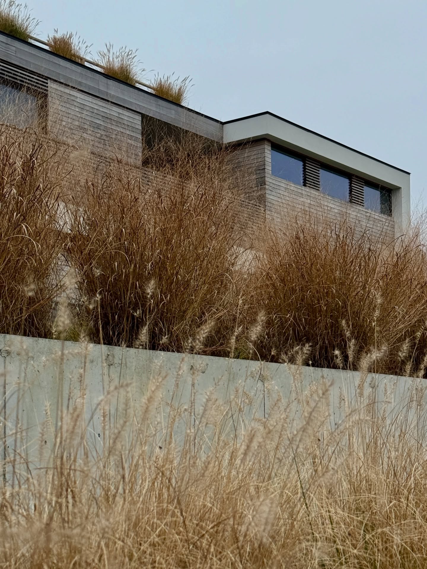 Love the fall colors and feathery plumes of the ornamental grasses 

#modernarchitecture #landscape #architecture
